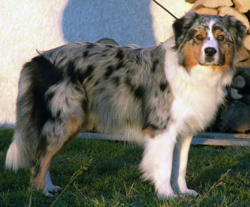 Publication : Bis Malpertuis Auteur : CP