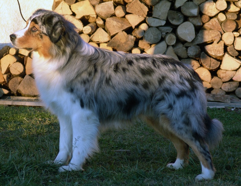 Publication : Bis Malpertuis Auteur : CP