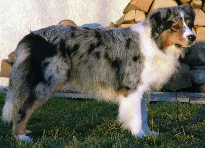 Publication : Bis Malpertuis Auteur : CP