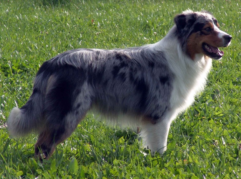 Publication : Bis Malpertuis Auteur : CP