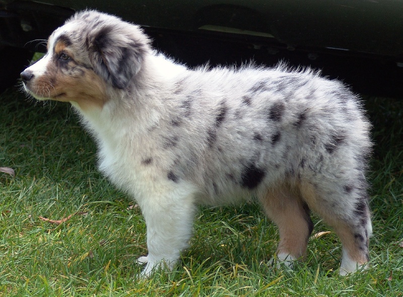 Publication : Bis Malpertuis Auteur : CP