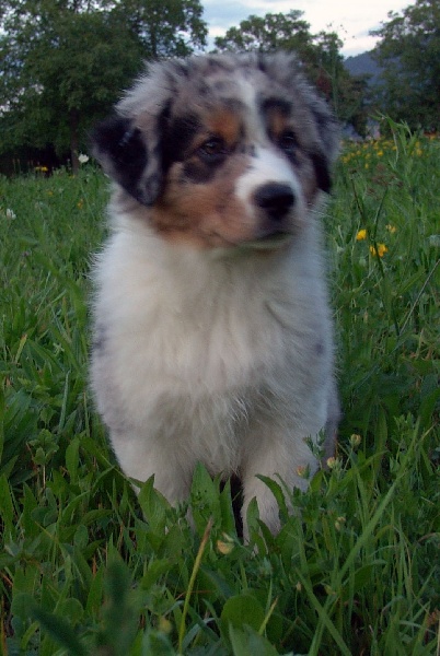 Publication : Bis Malpertuis Auteur : CP