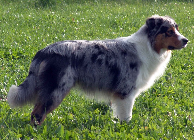 Publication : Bis Malpertuis Auteur : CP