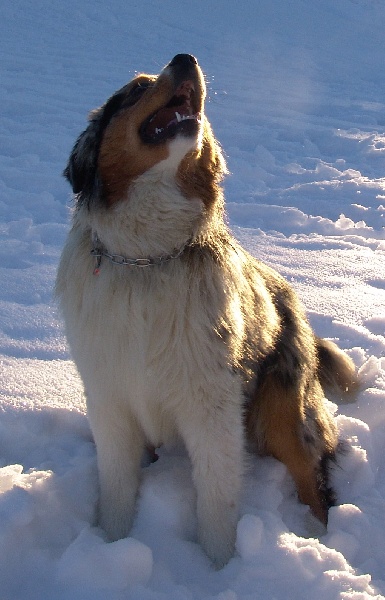 Publication : Bis Malpertuis Auteur : CP