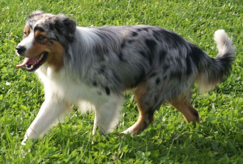 Publication : Bis Malpertuis Auteur : CP