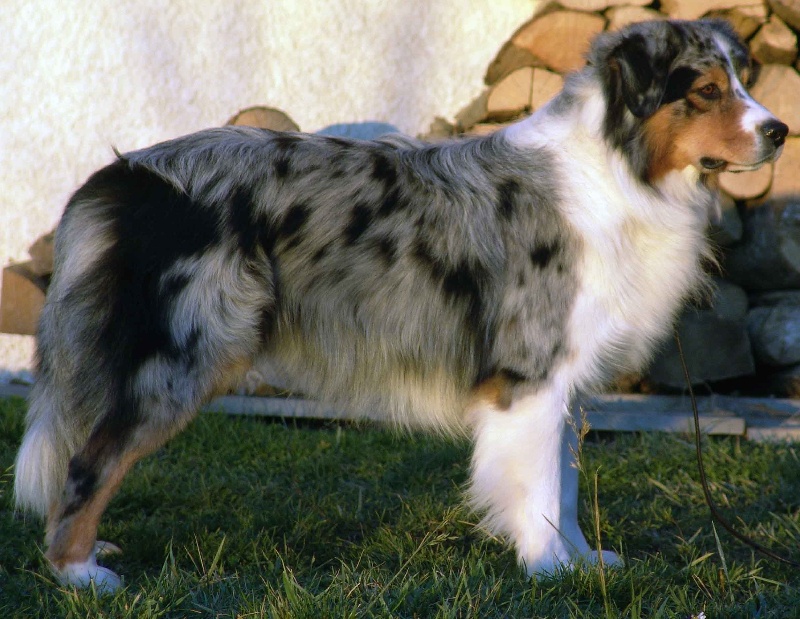 Publication : Bis Malpertuis Auteur : CP