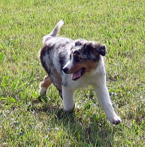 Publication : Bis Malpertuis Auteur : CP