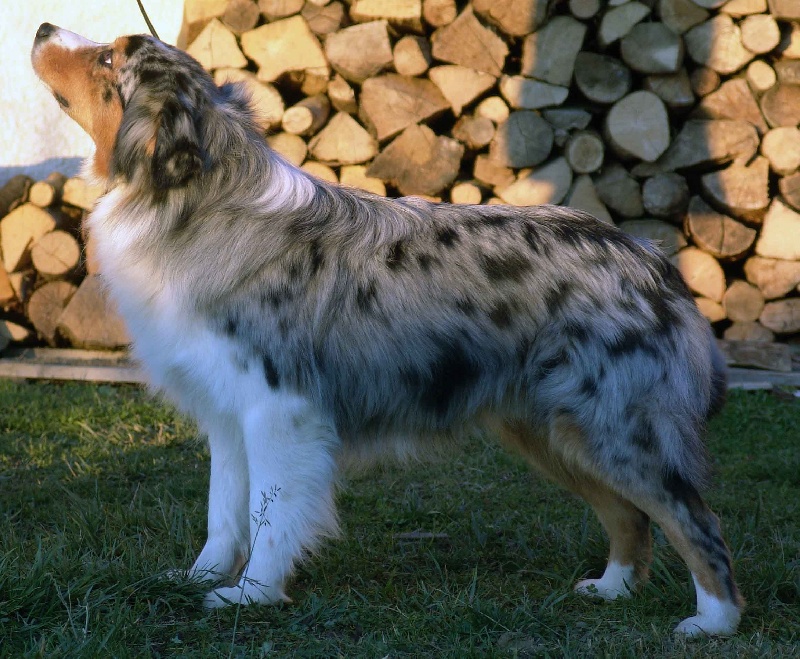 Publication : Bis Malpertuis Auteur : CP