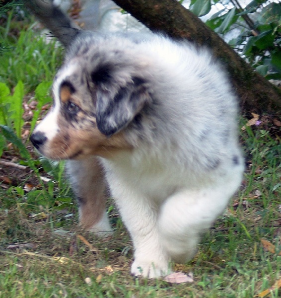 Publication : Bis Malpertuis Auteur : CP