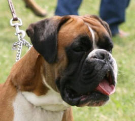 CH. Chavarch de la vallée de Porcaro - Exc