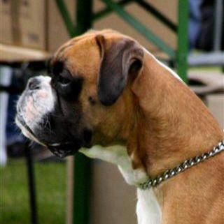 CH. Chavarch de la vallée de Porcaro - Exc