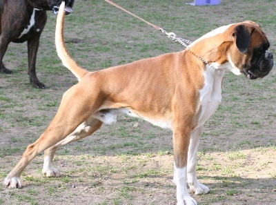 CH. Chavarch de la vallée de Porcaro - 1 Exc - Meilleur Mâle - Médaille d'OR - CACC