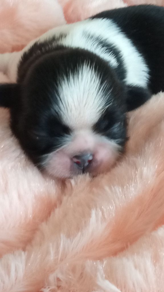 CHIOT