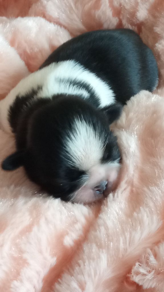 CHIOT