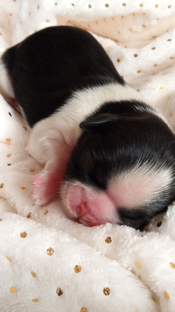 CHIOT
