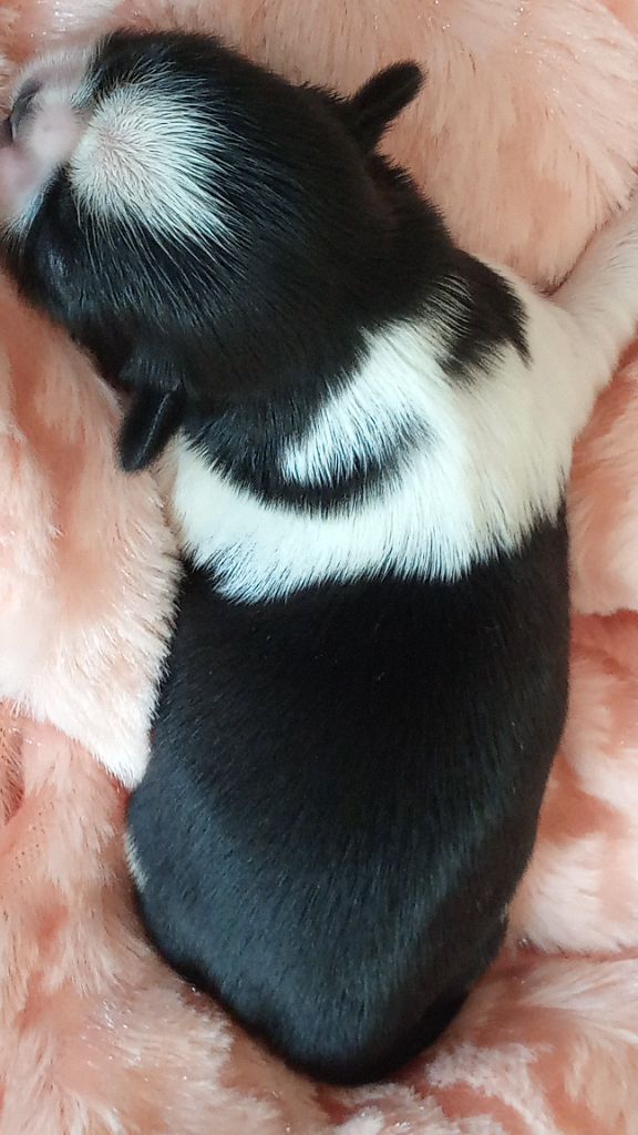 CHIOT