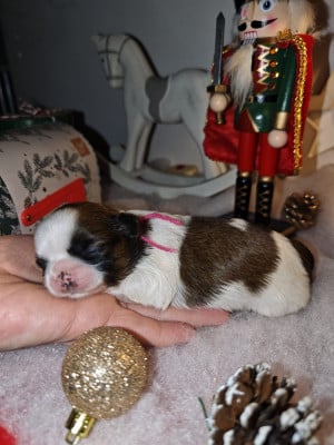 CHIOT 1 - Shih Tzu