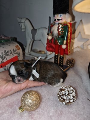 CHIOT 6 - Shih Tzu