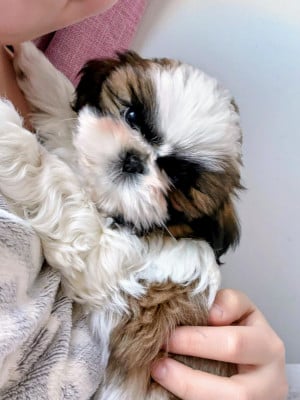 Les chiots de Shih Tzu