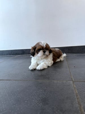 Les chiots de Shih Tzu