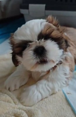 Les chiots de Shih Tzu