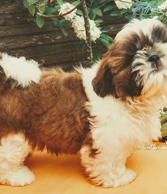 Les chiots de Shih Tzu