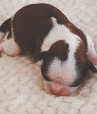 Les chiots de Shih Tzu
