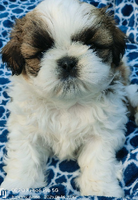 Les chiots de Shih Tzu