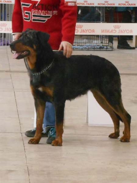 CH. Indiana-jones bleu du royaume de Locksley - 2ème EXCELLENT classe TRAVAIL