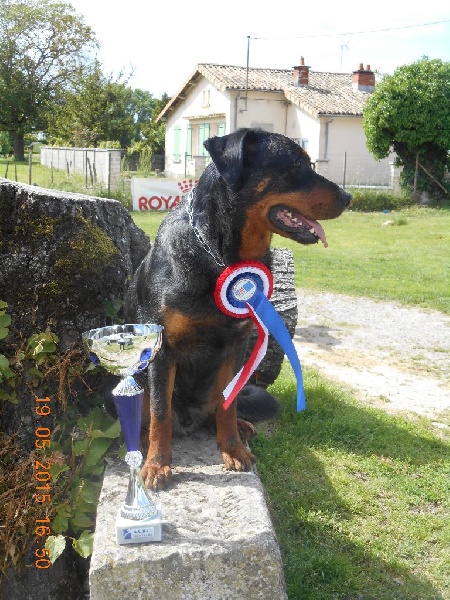 CH. Indiana-jones bleu du royaume de Locksley - 1er EXCELLENT CACS classe TRAVAIL