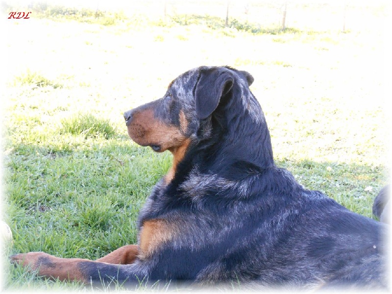 CH. Indiana-jones bleu du royaume de Locksley - 3ème EXCELLENT (Classe Jeune)