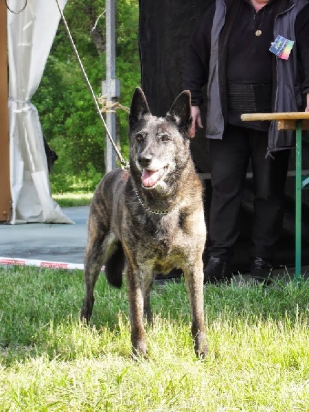 CH. Sekhmet des Crocs de l'Olympe - 1er EXCELLENT Vétéran Femelle