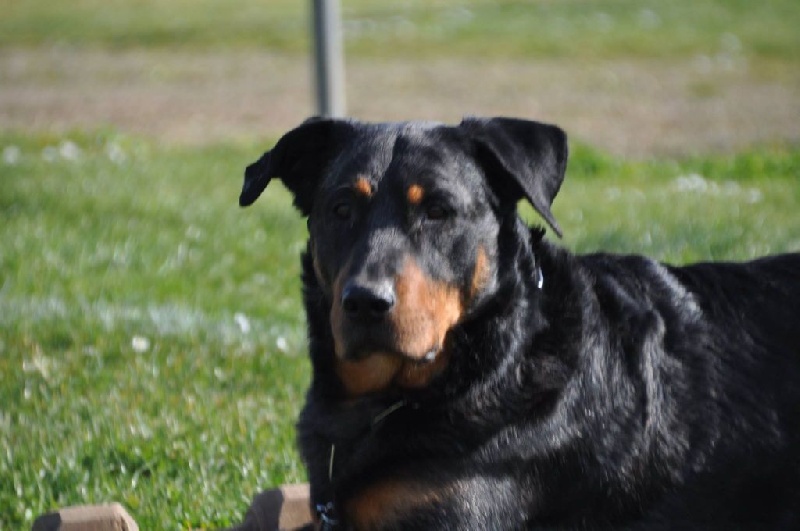 CH. Indiana-jones bleu du royaume de Locksley - 1er EXCELLENT CAC / RCACIB classe TRAVAIL