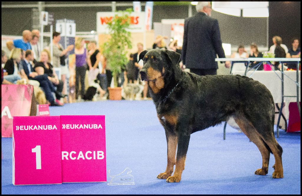 CH. Indiana-jones bleu du royaume de Locksley - 1er EXC RCACIB Classe Champion