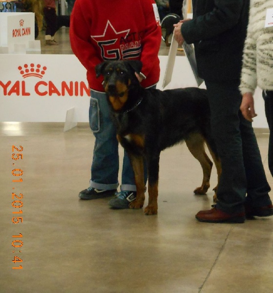 CH. Indiana-jones bleu du royaume de Locksley - 1er EXCELLENT CACS / CACIB classe travail