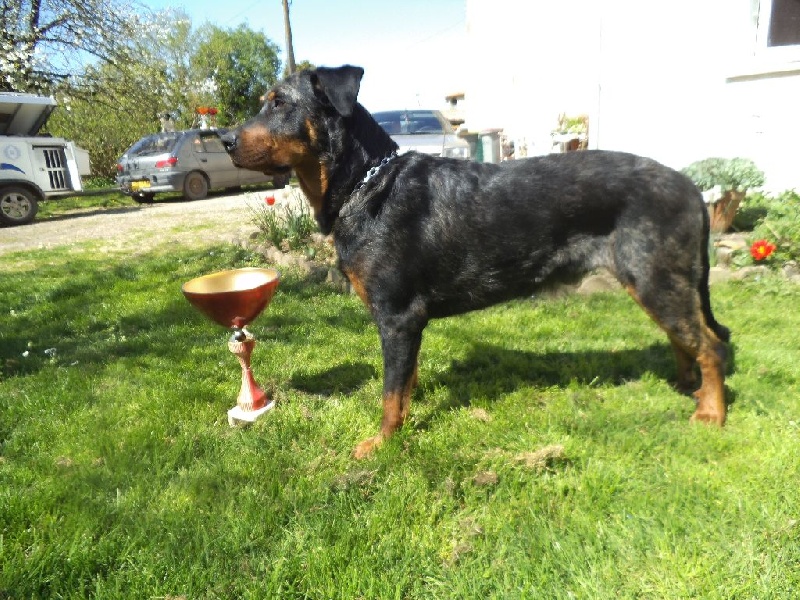 CH. Indiana-jones bleu du royaume de Locksley - 1er EXCELLENT CACS / CACIB classe travail