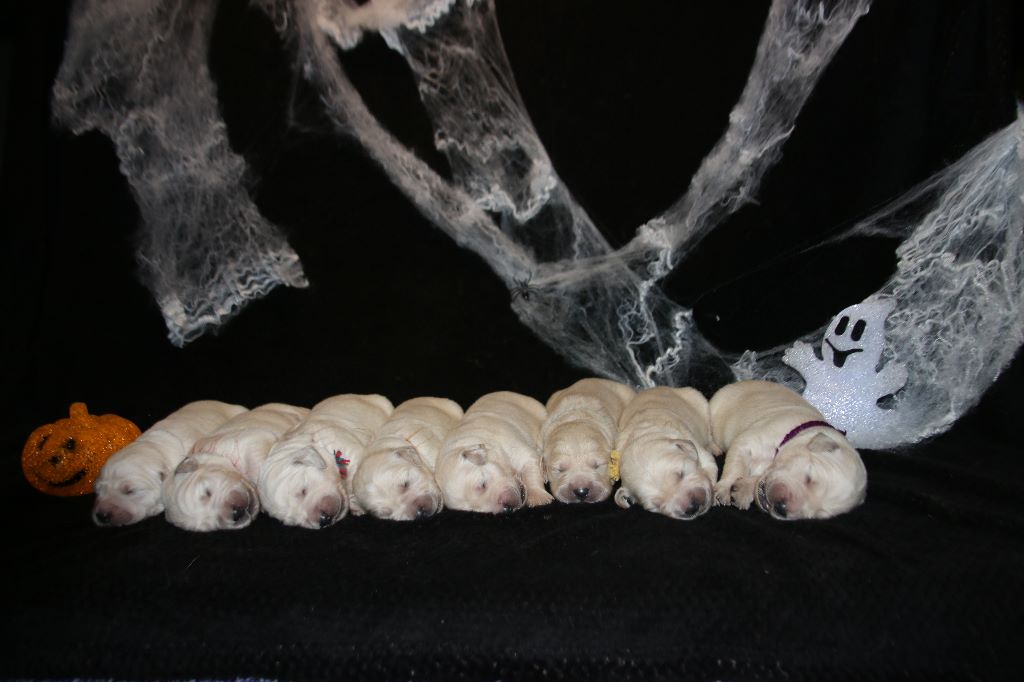 chiot Golden Retriever des tribus de Mataoka