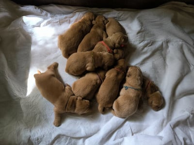 Les chiots de Golden Retriever