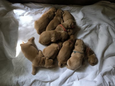 Les chiots de Golden Retriever
