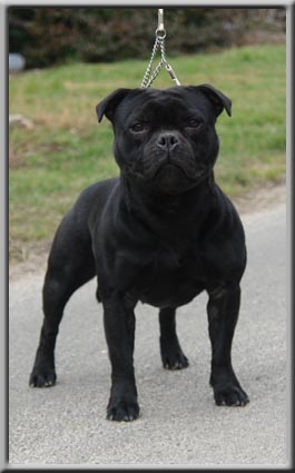 Evil du grand Molosse