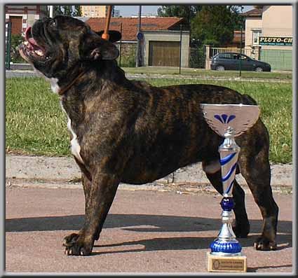 Publication : du grand Molosse