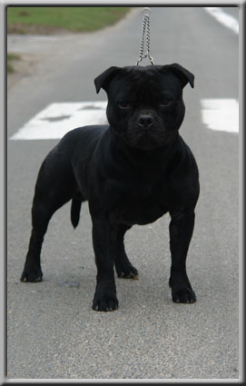 Evil du grand Molosse