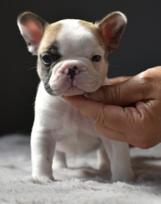 Les chiots de Bouledogue français