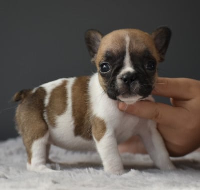 Les chiots de Bouledogue français