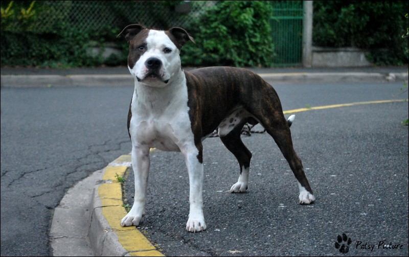 Publication : des terres indiennes