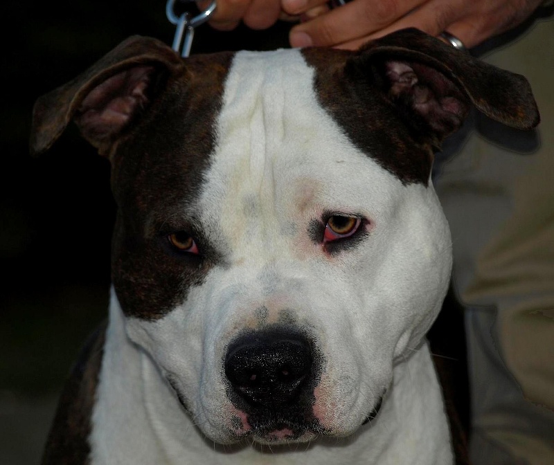 Publication : des terres indiennes