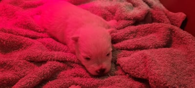 West Highland White Terrier