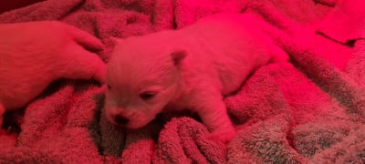 CHIOT 5 - West Highland White Terrier