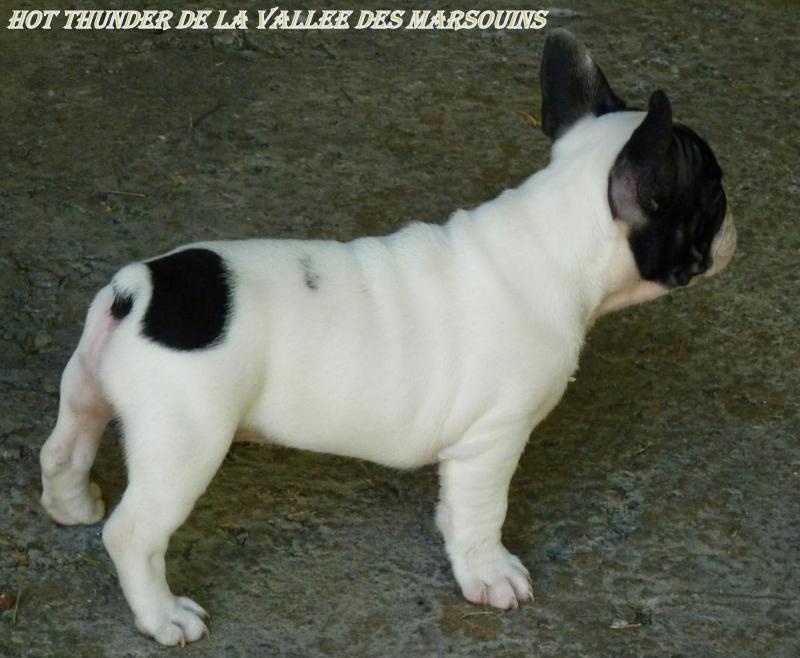 Publication : de trebuh'lls passion Auteur : wilfrid hubert