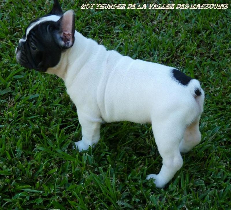 Publication : de trebuh'lls passion Auteur : wilfrid hubert